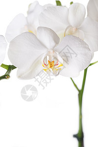 美丽的白兰花植物群情调墙纸植物热带展示植物学异国宏观兰花图片