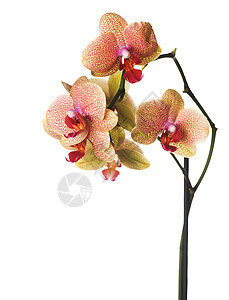 美丽的兰花植物礼物异国工作室热带花瓣宏观紫色植物学情调图片