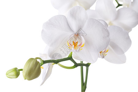 美丽的白兰花合唱团情调展示热带植物群异国礼物宏观兰花工作室植物图片