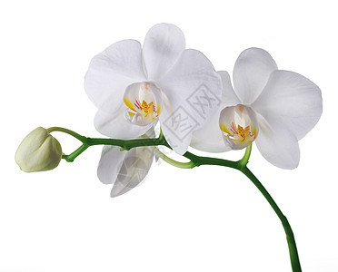 美丽的白兰花合唱团异国植物礼物植物学工作室情调宏观脆弱性热带花瓣图片
