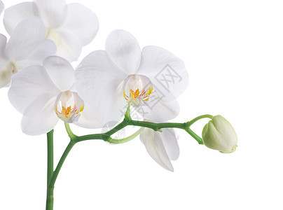 美丽的白兰花脆弱性工作室热带植物群礼物墙纸植物兰花展示宏观图片