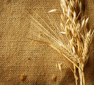 Whead Ears 边框在 Burlap 背景 带有复制空间种子收成面包国家谷物帆布稻草织物生产农民图片