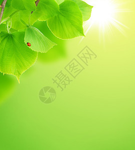 绿色新叶绿树背景图片