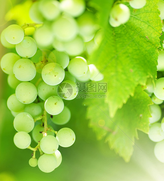 植物园绿葡萄园的一帮绿色葡萄宏观植物阳光叶子葡萄园食物生长花园光束水果图片