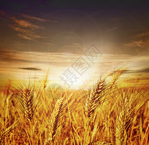美丽的小麦 日落图片