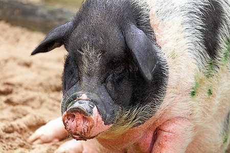 猪生长护士好奇心胸部牧场哺乳期哺乳动物动物鼻子公猪图片