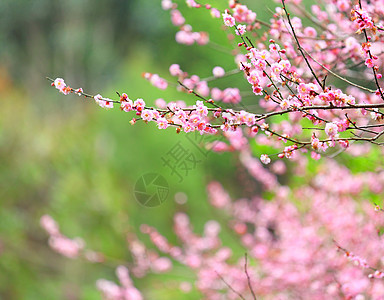 梅花花季节衬套李子园艺花期花瓣粉色花朵美丽植物群图片