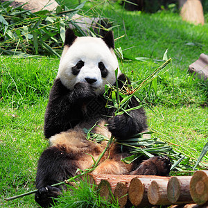 熊猫危害野生动物冒充旅游丛林基金动物园游客荒野公园图片
