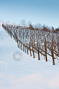 托斯卡纳 冬天的酒厂酒精植物农村休息丘陵时间水果农产品自然酒庄图片