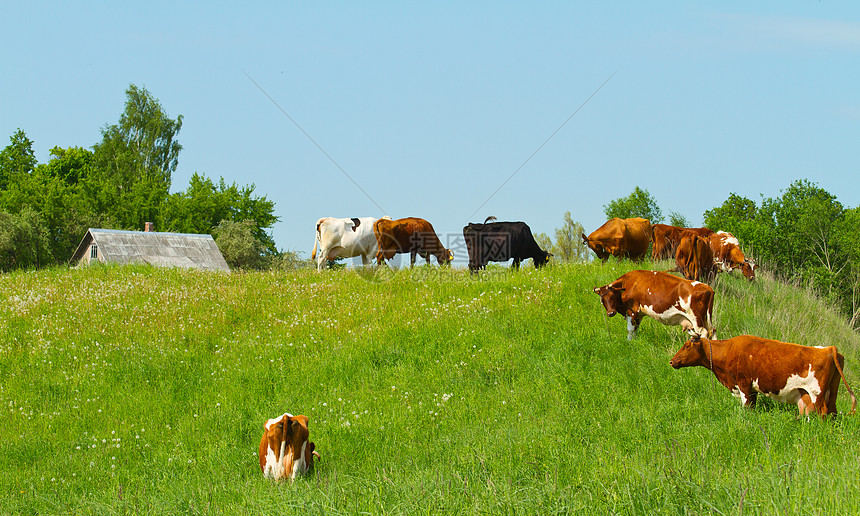 在草原上放牧牛群图片