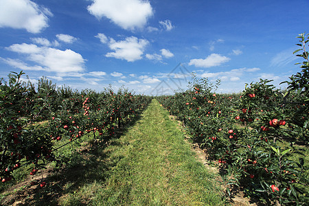苹果果园文化红色苹果树收成水果健康维生素背景