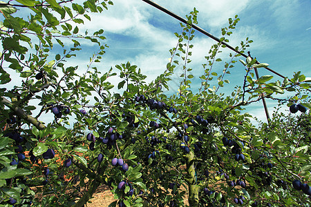 紫李花果园和格特施文化生产李子果园紫色图片