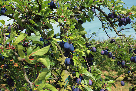 紫李花果园和格特施文化紫色李子生产果园图片