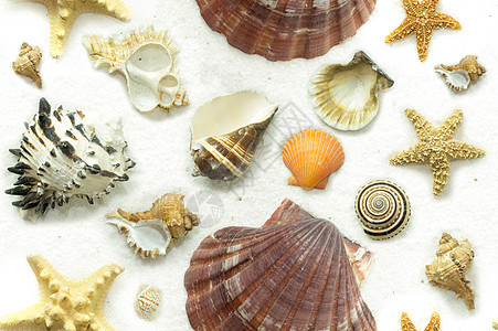 白沙上环绕的贝壳群图片