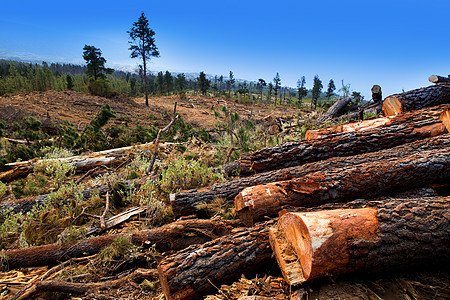 特内里费木材业砍伐松树木头树木贮存森林国家库存林业岛屿树干木材图片