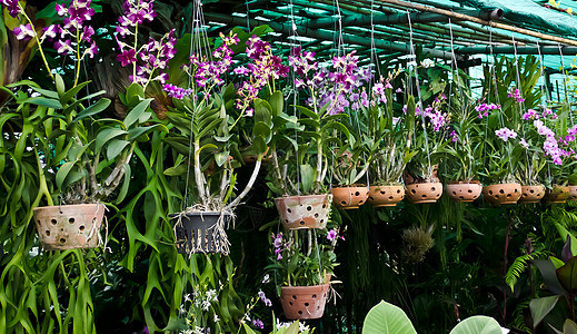 兰花植物学健康植物群情调温泉热带叶子装饰美丽紫色图片