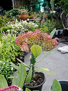 仙人掌植物植物学生活植物群生长危险沙漠叶子天空花园图片