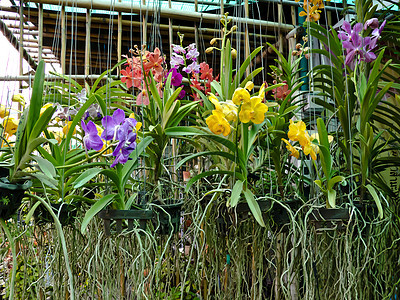 兰花植物学健康植物装饰情调温泉风格花园紫色异国图片