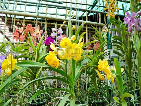 兰花热带植物群岩石紫色花园植物美丽植物学叶子花瓣图片