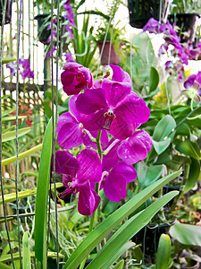 兰花情调异国植物群健康装饰叶子紫色植物学花园热带图片