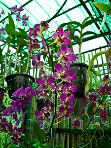 兰花风格异国情调美丽紫色温泉植物学叶子植物群花瓣图片