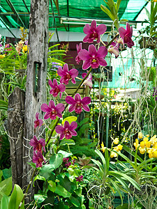 兰花异国健康花束叶子花园植物紫色植物学装饰热带图片