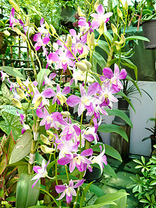 兰花装饰花园紫色风格花束健康花瓣异国叶子植物群图片