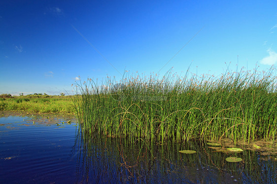 沼草药沼泽植物湿地香蒲场景叶子池塘芦苇季节宽叶图片