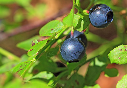 木材背景上成熟的胡桃莓木头浆果美食食物衬套甜点荒野苔藓圆圈水果图片