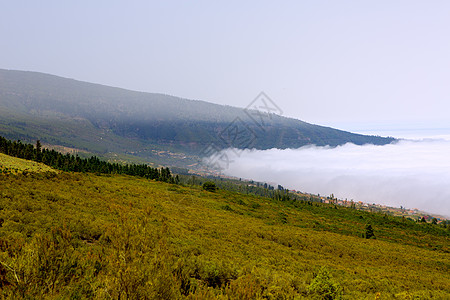 奥罗塔瓦山谷 特内里费山有云海土地火山孤独衬套小岛热带假期松树旅行树木图片