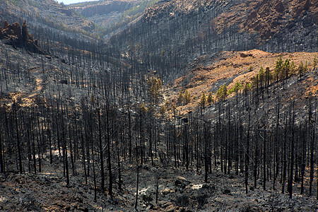 提德森林火灾后金丝松的黑灰泰德树木环境国家煤炭破坏生态森林煤渣树干背景图片