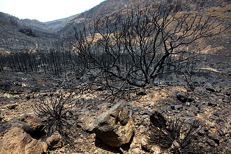 提德森林火灾后金丝松的黑灰生态森林公园旅行松树地标煤炭林地泰德破坏图片