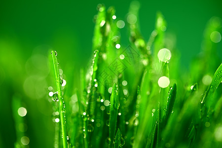 雨刮片树本背景草地反射水滴草本植物树叶气候液体生长植物雨滴背景