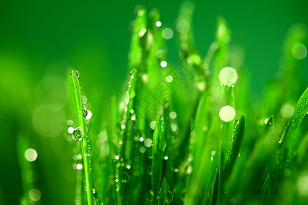 树本背景草地反射水滴草本植物树叶气候液体生长植物雨滴图片