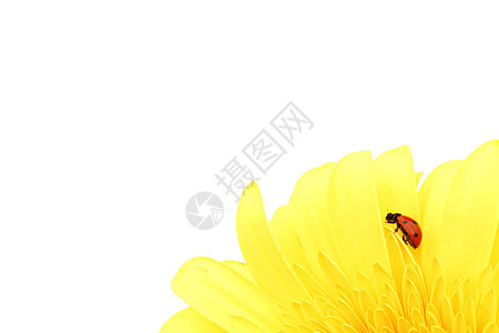 黄色花朵上的拖拉器花园草地太阳植物学蓝色天空漏洞植物昆虫甲虫图片