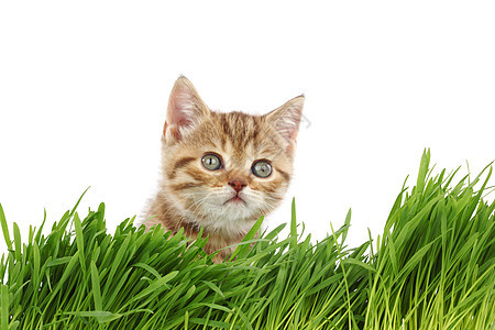 草地后面的猫外套猫科薄荷生长毛皮场地工作室叶子宠物农场图片