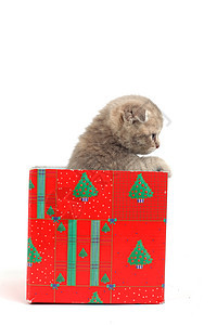 礼品盒中的猫动物家庭展示盒子爪子猫科兽医小猫生日宠物图片
