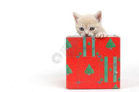 礼品盒中的猫爪子猫咪孩子小猫婴儿兽医展示惊喜动物猫科图片