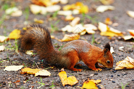 秋天森林中的松松鼠眼睛公园生物栗鼠木头野生动物尾巴头发冒充坚果图片