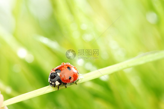 草地上的虫女士生活野生动物昆虫场地生长阳光季节液体宏观图片