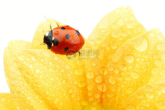 黄色花朵上的拖拉器甲虫季节草地橙子花园植物环境昆虫场地宏观图片