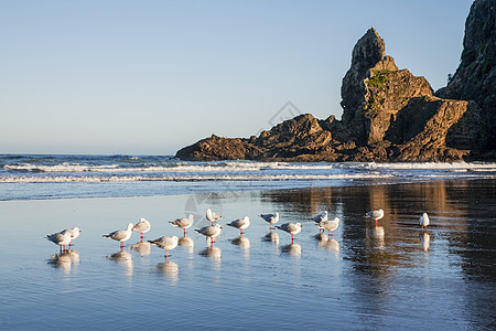 Piha Beach 新西兰奥克兰图片