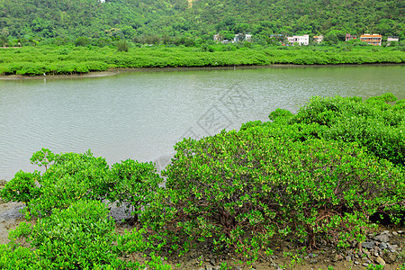 红红树林在香港叶子海洋美丽红树荒野森林植物河口热带野生动物图片