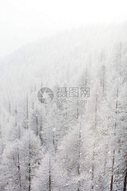 积雪中的森林公园阳光暴风雪木头照明旅行蓝色降雪高地天空图片