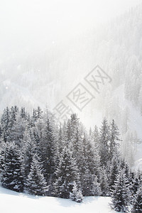 积雪中的森林木头天气照明蓝色环境太阳旅行天空树木季节图片