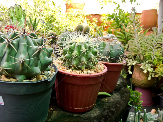 仙人掌花园热带生长日落植物沙漠天空脊柱宏观植物学图片