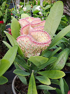 仙人掌植物群天空叶子热带生长花园植物学脊柱宏观植物图片