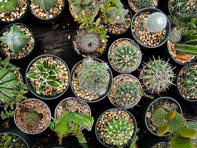 仙人掌沙漠花园脊柱叶子植物群日落植物学天空热带宏观图片