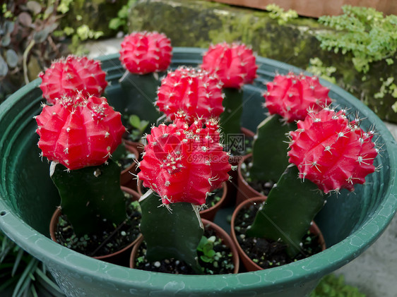 仙人掌脊柱沙漠天空生长热带宏观植物群植物日落叶子图片