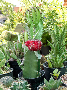 仙人掌热带花园沙漠日落植物宏观脊柱生长植物学天空图片